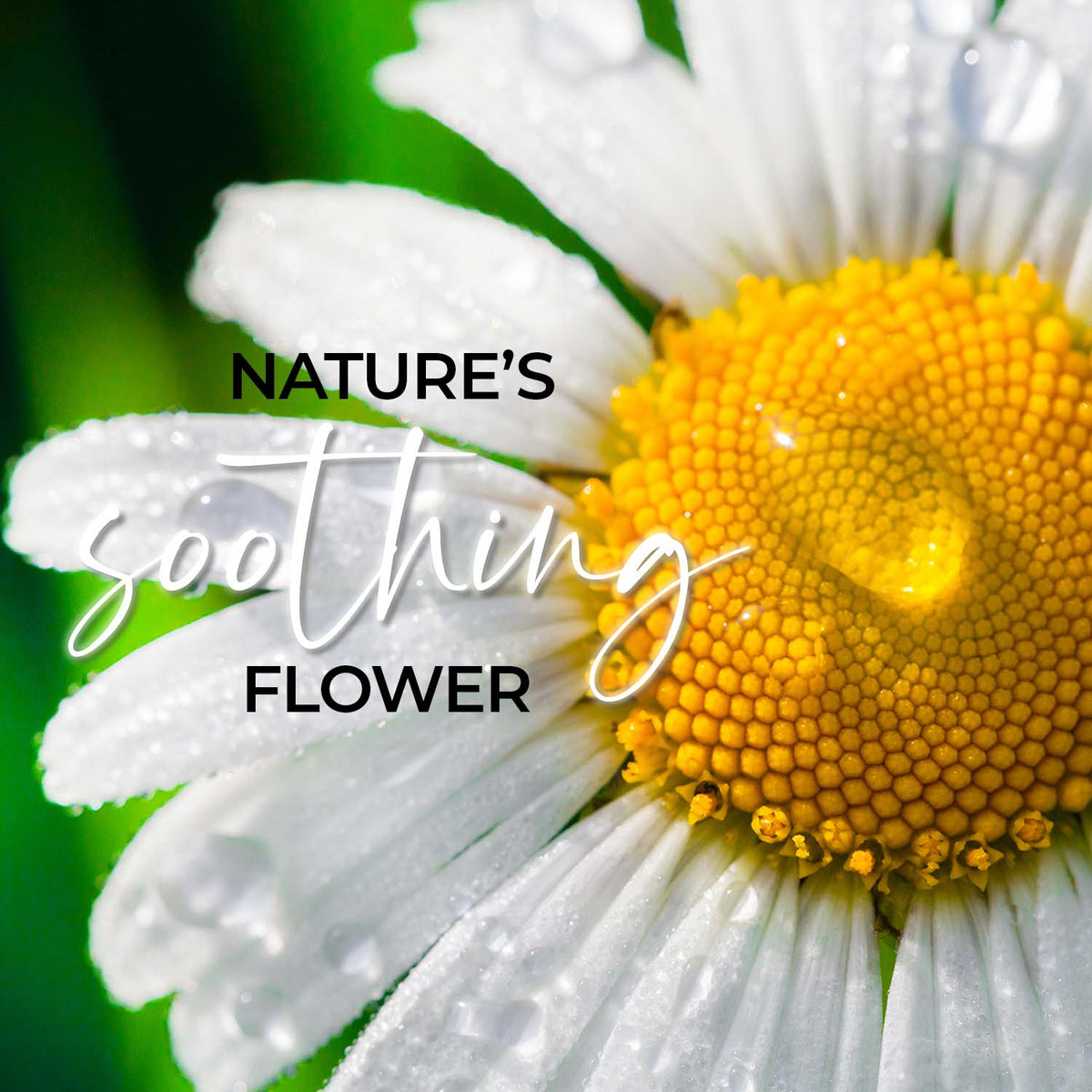 Your Luminous Appearance is Just a Flower Away