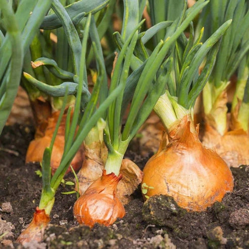 Onion for Acne Scars, Who Knew?